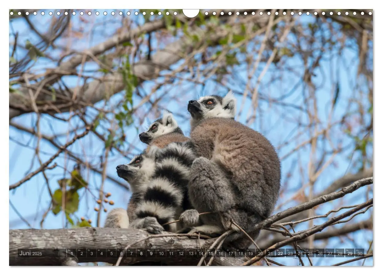 Bild: 9783435282296 | Tierisches Madagaskar (Wandkalender 2025 DIN A3 quer), CALVENDO...
