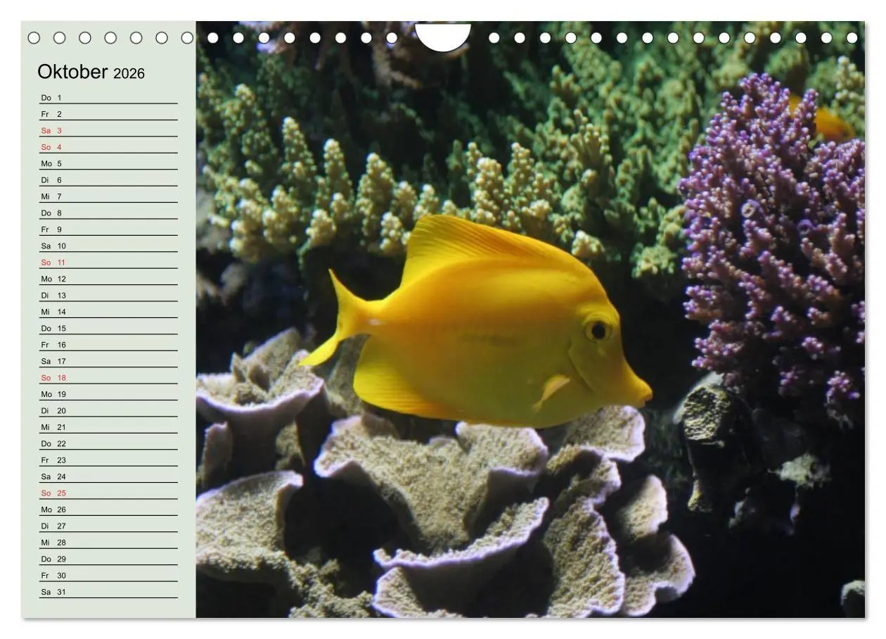 Bild: 9783457992296 | Knallbunte Wasserwelt. Die Welt der Fische (Wandkalender 2026 DIN...