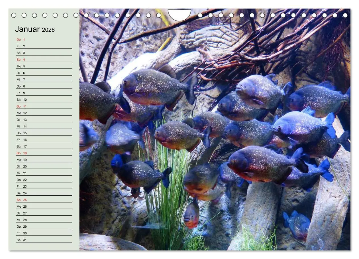 Bild: 9783457992296 | Knallbunte Wasserwelt. Die Welt der Fische (Wandkalender 2026 DIN...