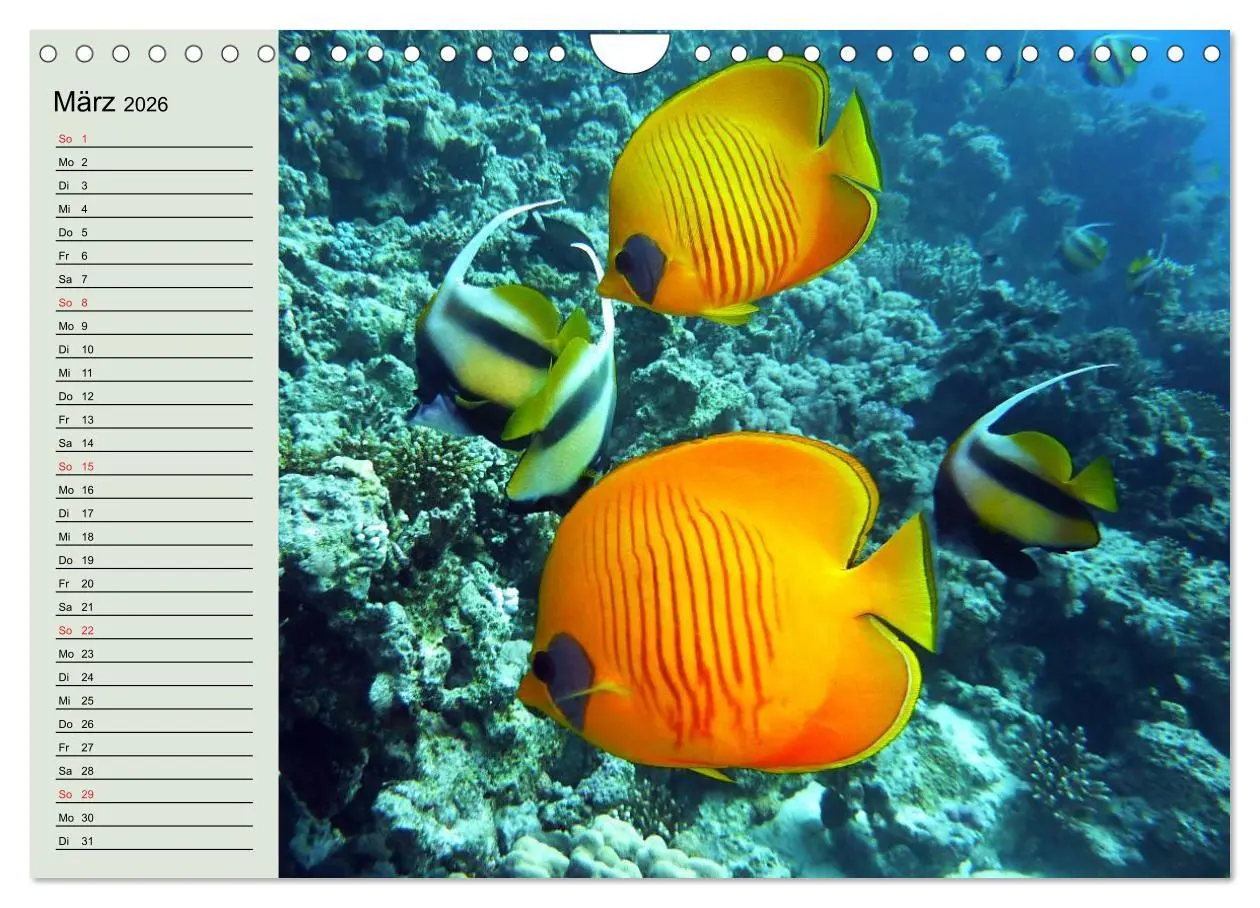 Bild: 9783457992296 | Knallbunte Wasserwelt. Die Welt der Fische (Wandkalender 2026 DIN...