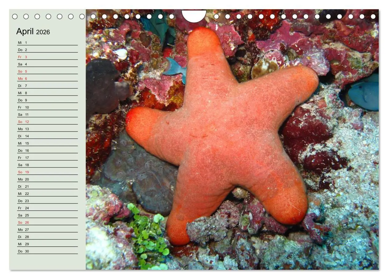 Bild: 9783457992296 | Knallbunte Wasserwelt. Die Welt der Fische (Wandkalender 2026 DIN...