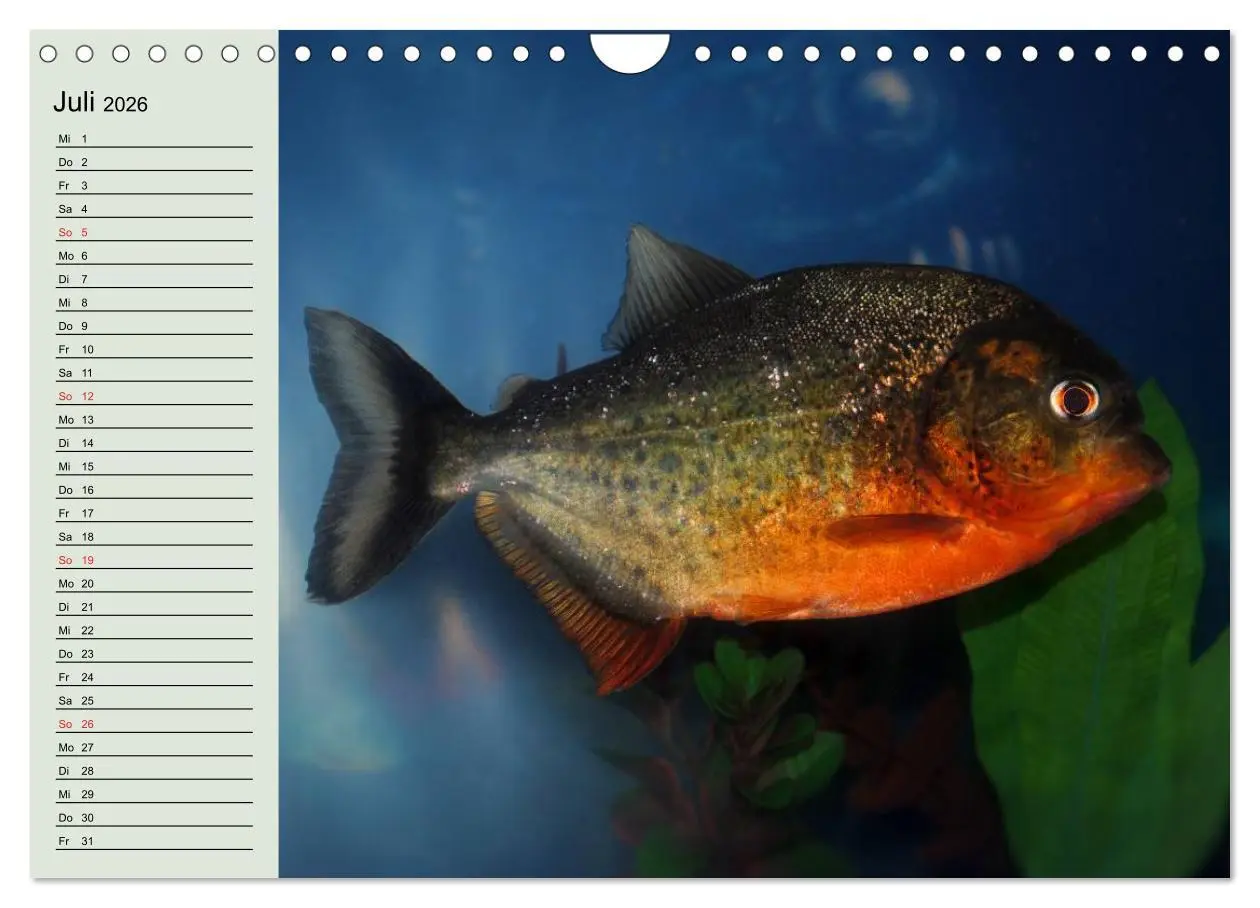 Bild: 9783457992296 | Knallbunte Wasserwelt. Die Welt der Fische (Wandkalender 2026 DIN...