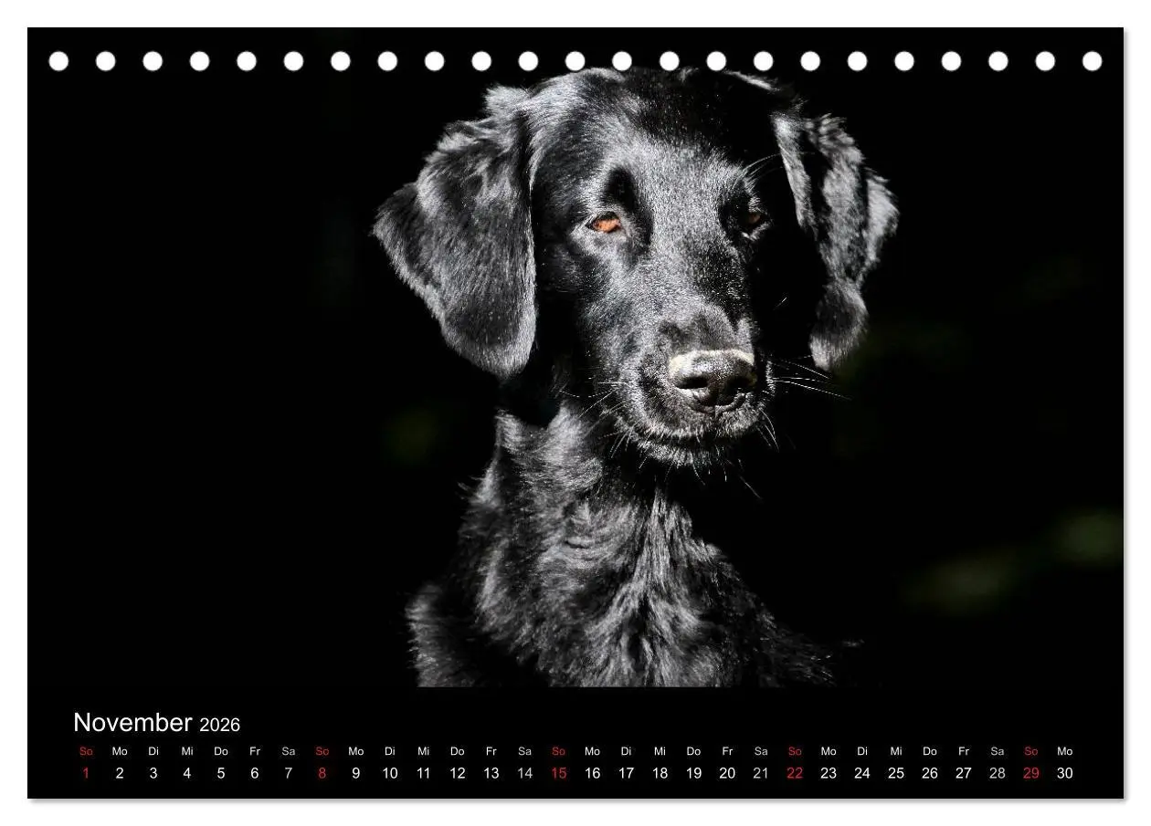 Bild: 9783516152296 | Flatcoated Retriever (Tischkalender 2026 DIN A5 quer), CALVENDO...