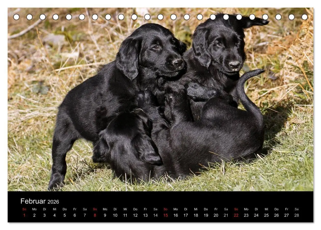 Bild: 9783516152296 | Flatcoated Retriever (Tischkalender 2026 DIN A5 quer), CALVENDO...