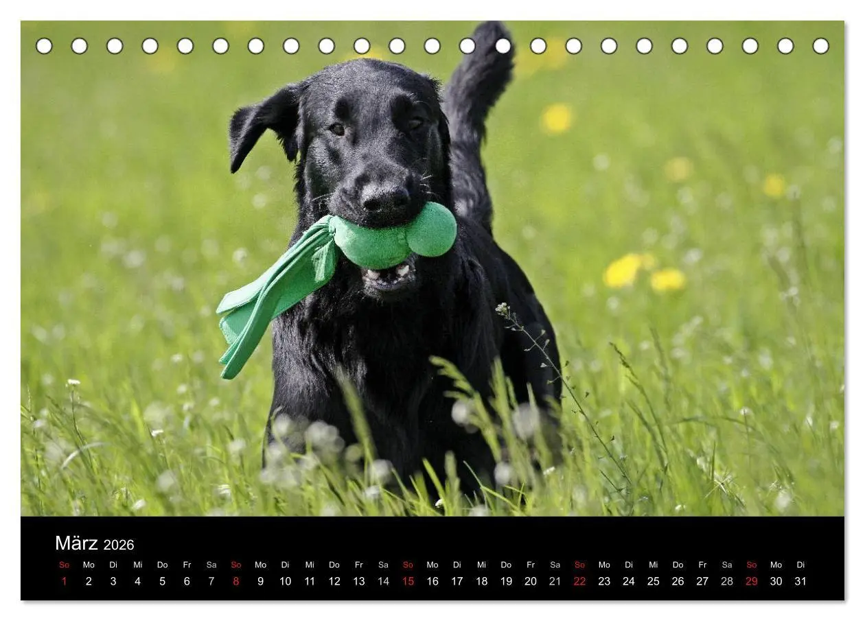 Bild: 9783516152296 | Flatcoated Retriever (Tischkalender 2026 DIN A5 quer), CALVENDO...