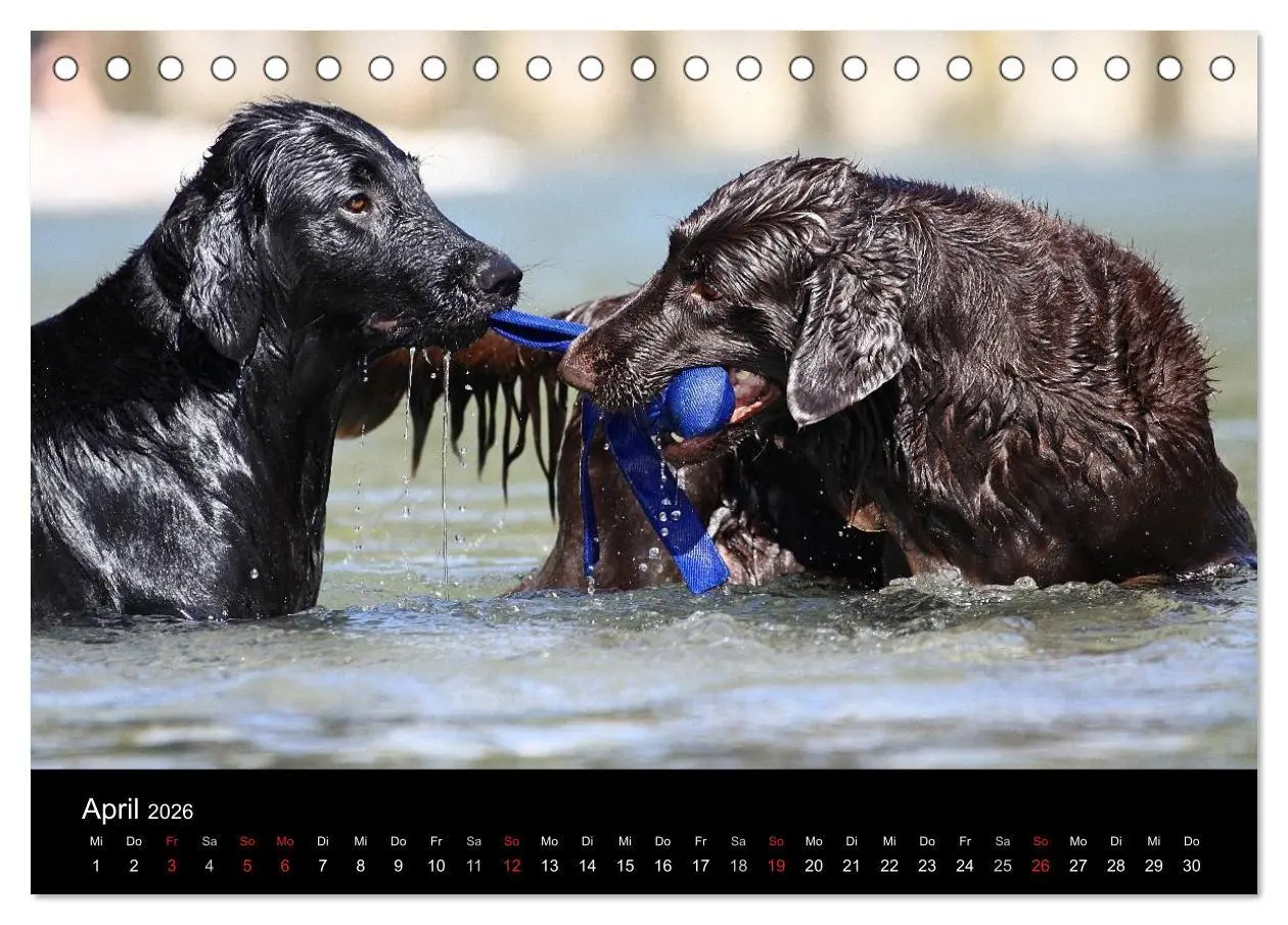 Bild: 9783516152296 | Flatcoated Retriever (Tischkalender 2026 DIN A5 quer), CALVENDO...