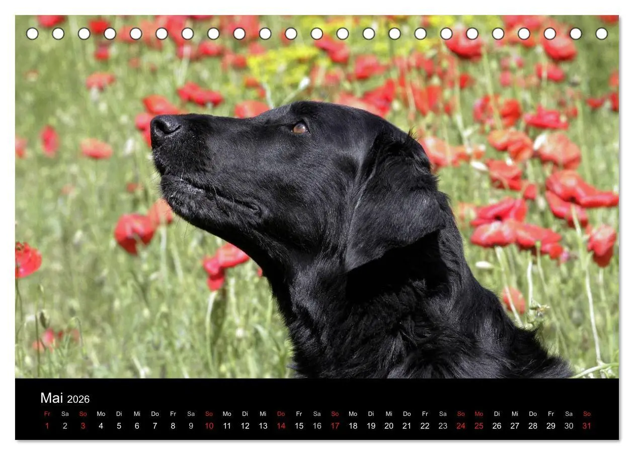 Bild: 9783516152296 | Flatcoated Retriever (Tischkalender 2026 DIN A5 quer), CALVENDO...