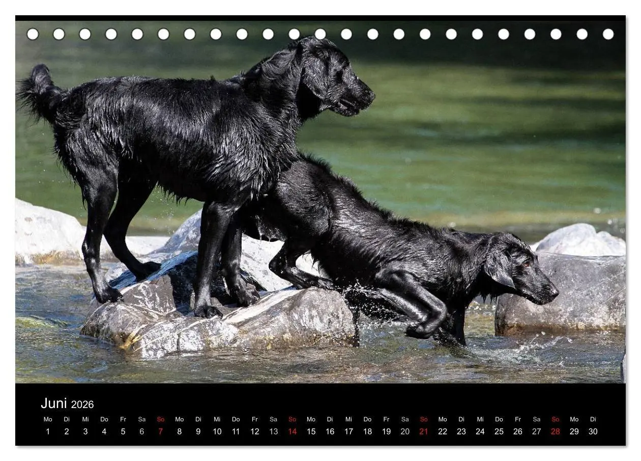 Bild: 9783516152296 | Flatcoated Retriever (Tischkalender 2026 DIN A5 quer), CALVENDO...
