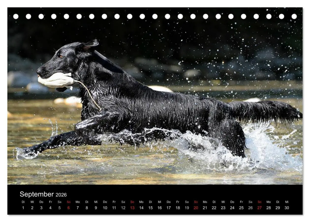 Bild: 9783516152296 | Flatcoated Retriever (Tischkalender 2026 DIN A5 quer), CALVENDO...