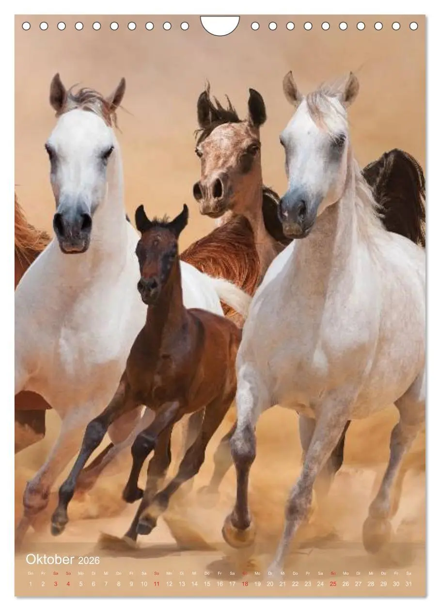 Bild: 9783516462296 | Arabische Pferde ¿ Geschöpfe des Windes (Wandkalender 2026 DIN A4...
