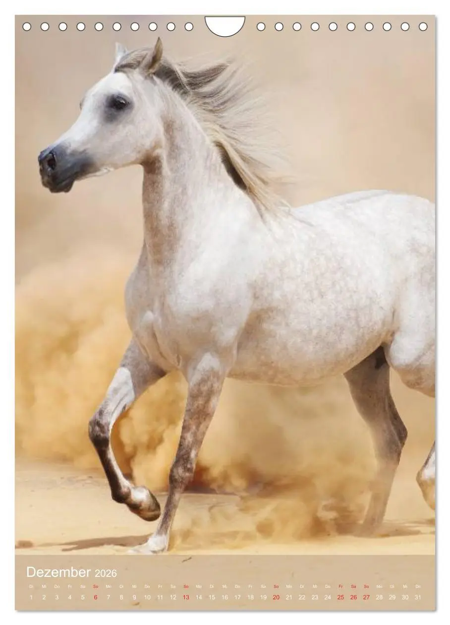 Bild: 9783516462296 | Arabische Pferde ¿ Geschöpfe des Windes (Wandkalender 2026 DIN A4...