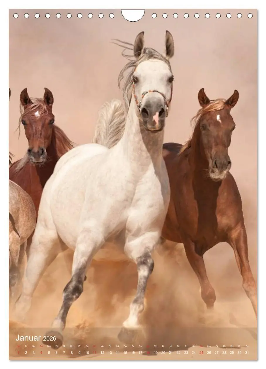 Bild: 9783516462296 | Arabische Pferde ¿ Geschöpfe des Windes (Wandkalender 2026 DIN A4...