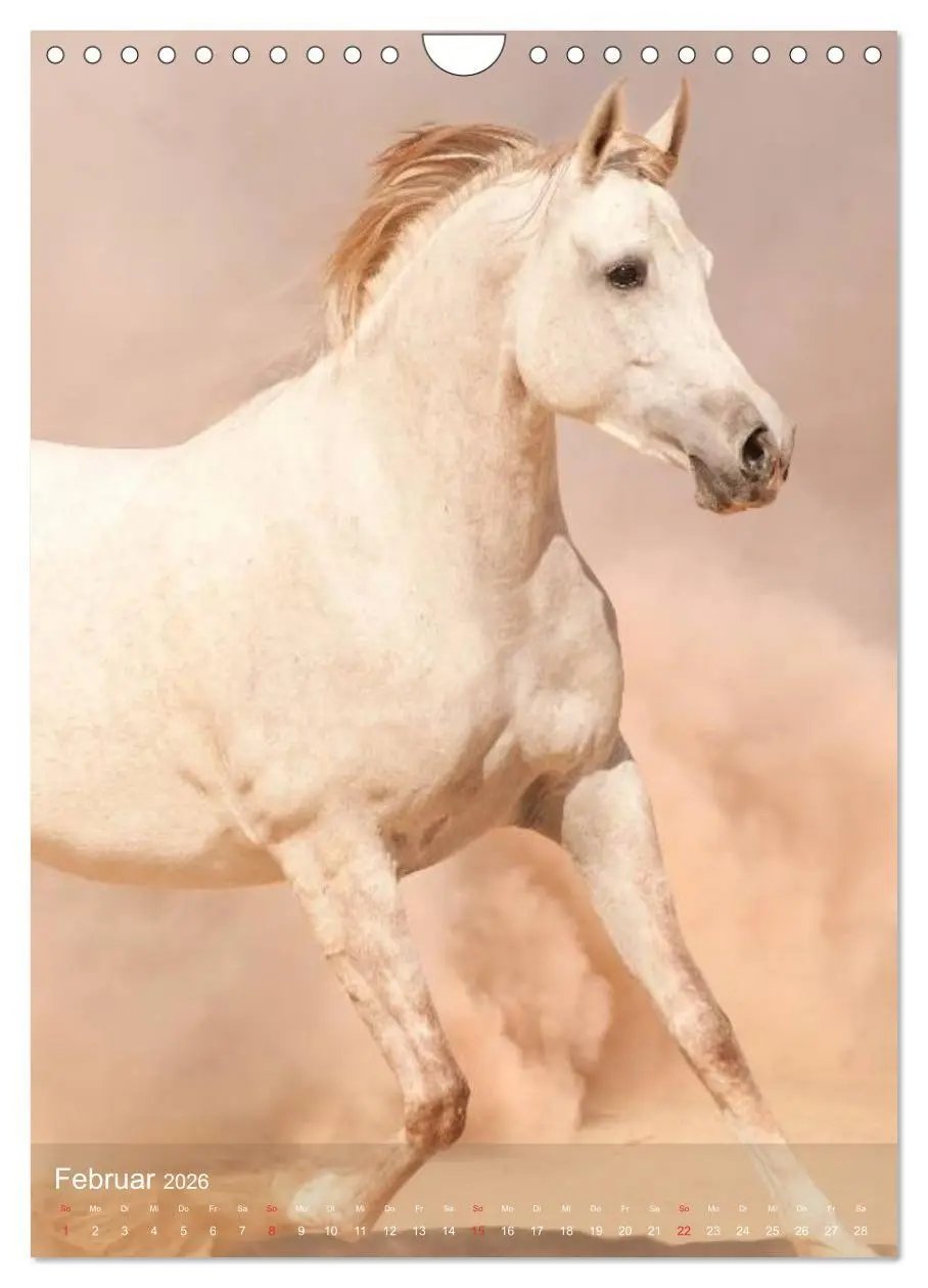 Bild: 9783516462296 | Arabische Pferde ¿ Geschöpfe des Windes (Wandkalender 2026 DIN A4...
