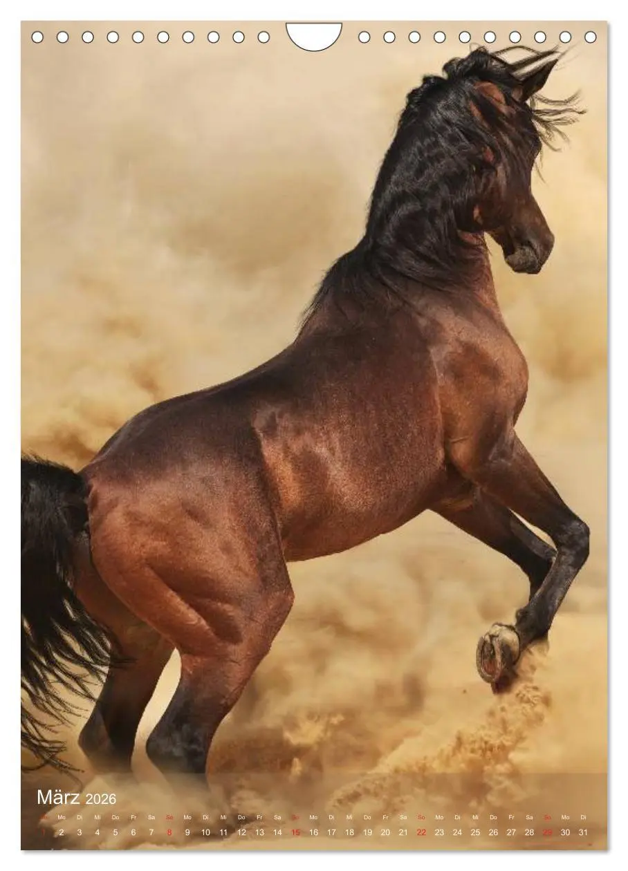 Bild: 9783516462296 | Arabische Pferde ¿ Geschöpfe des Windes (Wandkalender 2026 DIN A4...