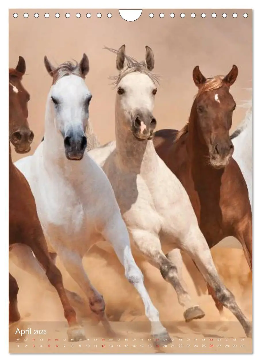 Bild: 9783516462296 | Arabische Pferde ¿ Geschöpfe des Windes (Wandkalender 2026 DIN A4...