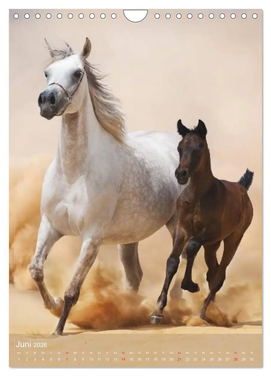 Bild: 9783516462296 | Arabische Pferde ¿ Geschöpfe des Windes (Wandkalender 2026 DIN A4...