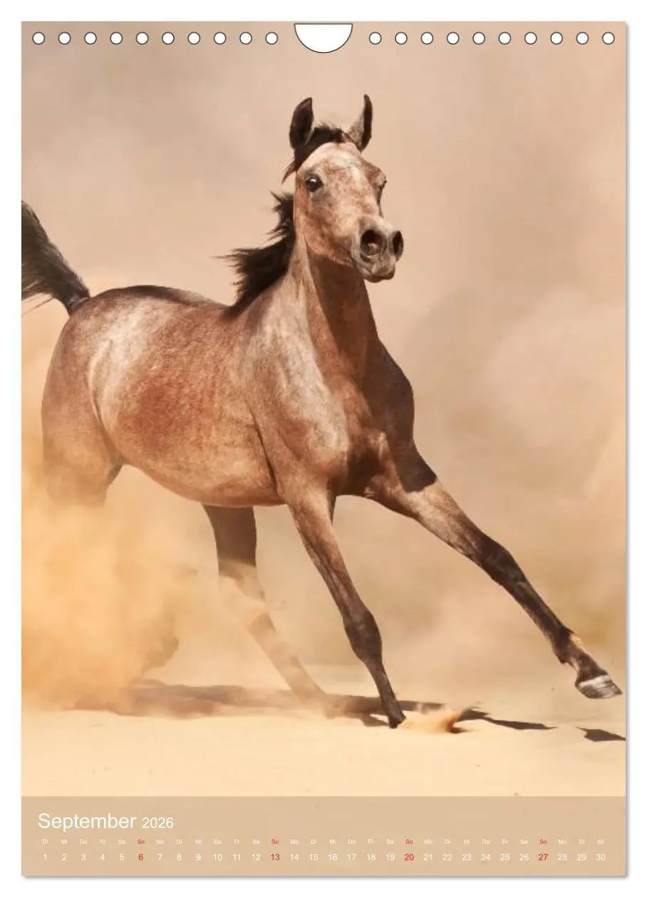 Bild: 9783516462296 | Arabische Pferde ¿ Geschöpfe des Windes (Wandkalender 2026 DIN A4...