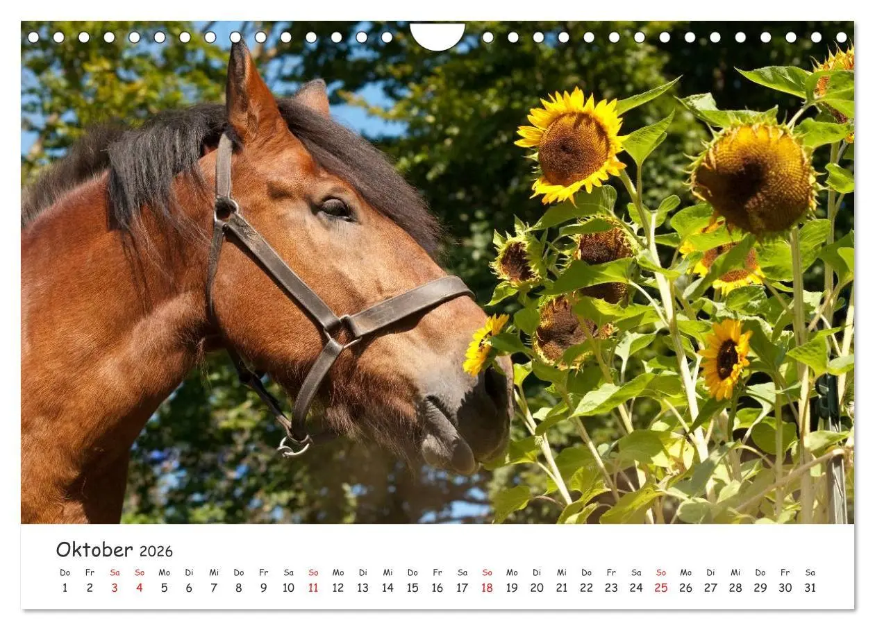 Bild: 9783457982396 | Kaltblut - schwere Pferde mit Herz (Wandkalender 2026 DIN A4 quer),...
