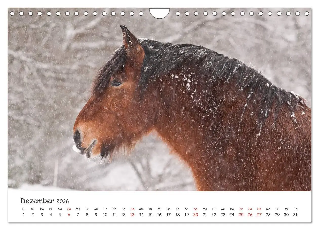Bild: 9783457982396 | Kaltblut - schwere Pferde mit Herz (Wandkalender 2026 DIN A4 quer),...