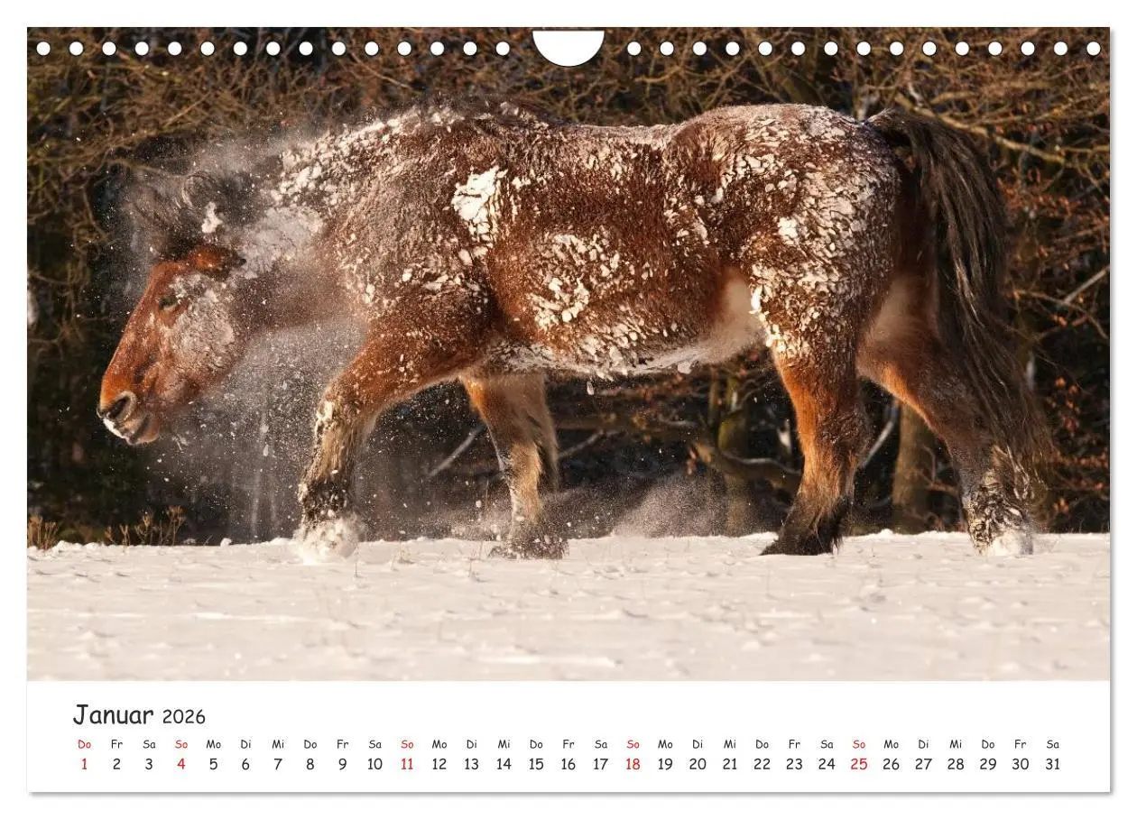 Bild: 9783457982396 | Kaltblut - schwere Pferde mit Herz (Wandkalender 2026 DIN A4 quer),...