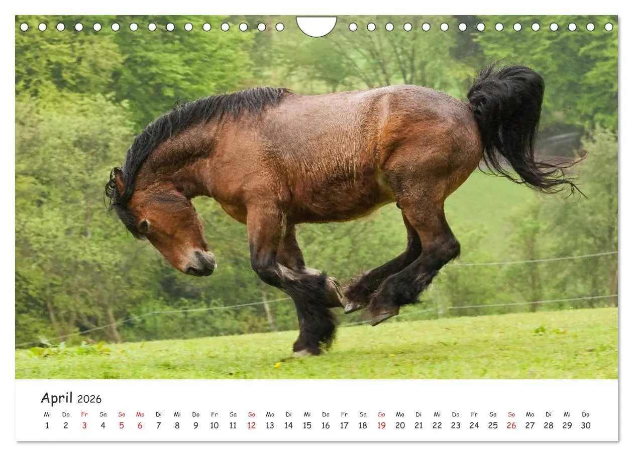 Bild: 9783457982396 | Kaltblut - schwere Pferde mit Herz (Wandkalender 2026 DIN A4 quer),...