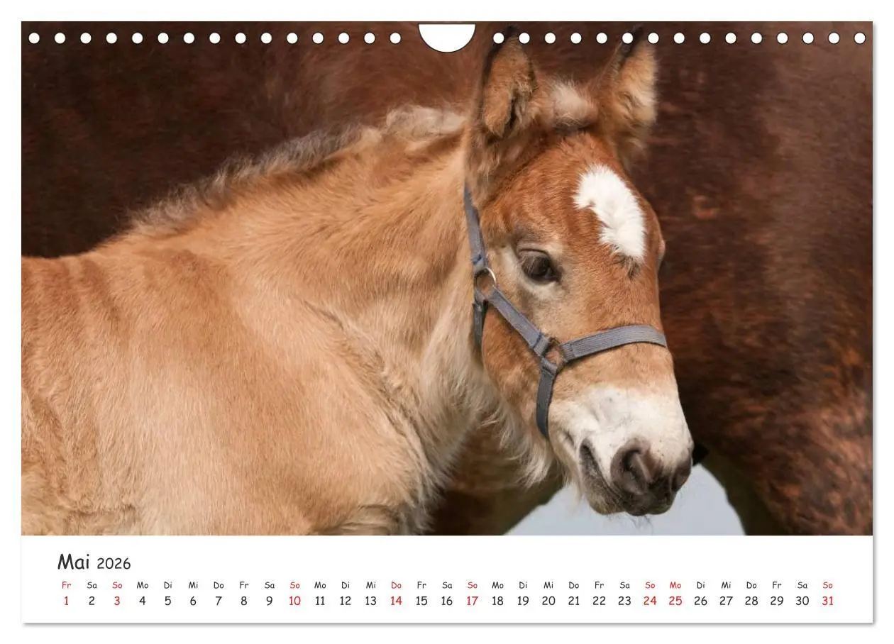 Bild: 9783457982396 | Kaltblut - schwere Pferde mit Herz (Wandkalender 2026 DIN A4 quer),...