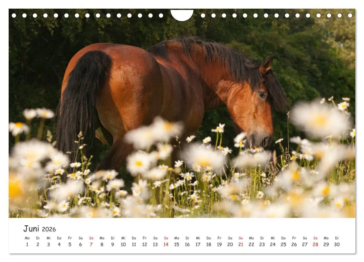 Bild: 9783457982396 | Kaltblut - schwere Pferde mit Herz (Wandkalender 2026 DIN A4 quer),...