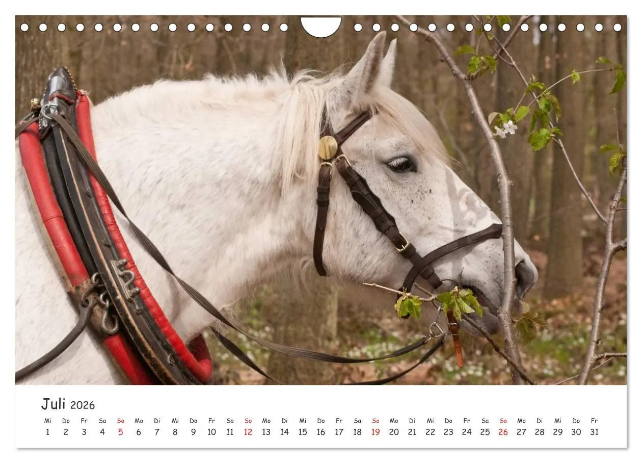 Bild: 9783457982396 | Kaltblut - schwere Pferde mit Herz (Wandkalender 2026 DIN A4 quer),...