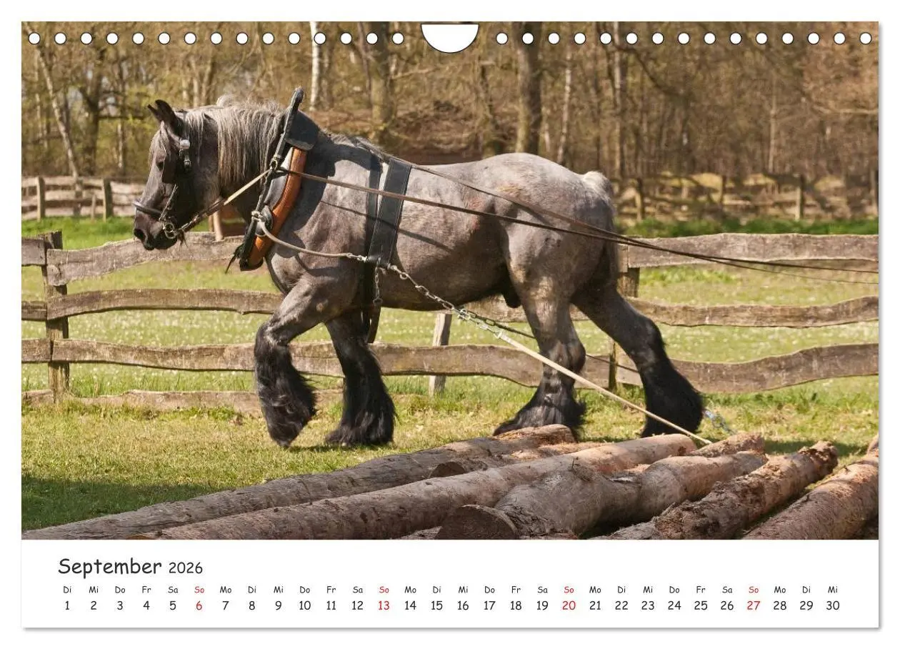 Bild: 9783457982396 | Kaltblut - schwere Pferde mit Herz (Wandkalender 2026 DIN A4 quer),...