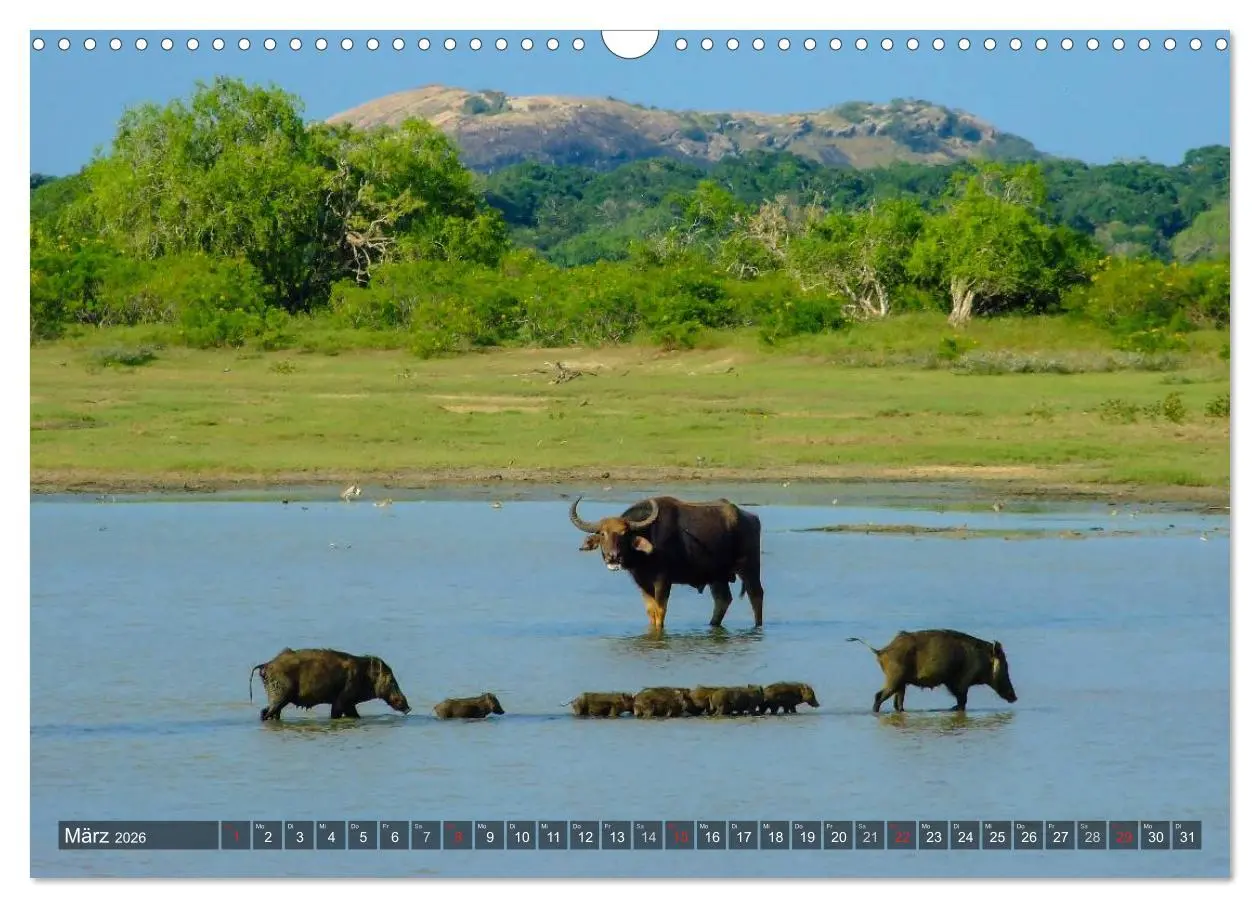 Bild: 9783516212396 | Sri Lanka - Eine Bilder-Reise (Wandkalender 2026 DIN A3 quer),...
