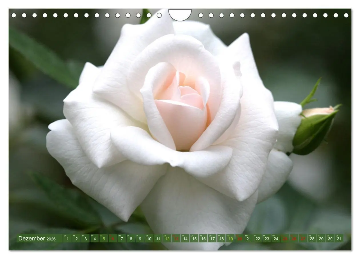 Bild: 9783457282496 | Blütenwunder - Mit Blumen durchs ganze Gartenjahr (Wandkalender...