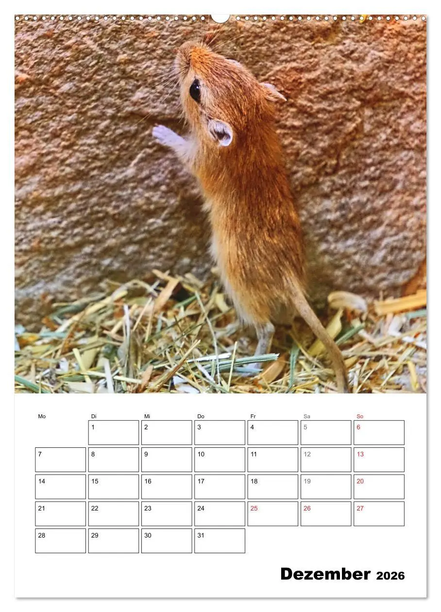 Bild: 9783516372496 | Mongolische Rennmäuse (Wandkalender 2026 DIN A2 hoch), CALVENDO...