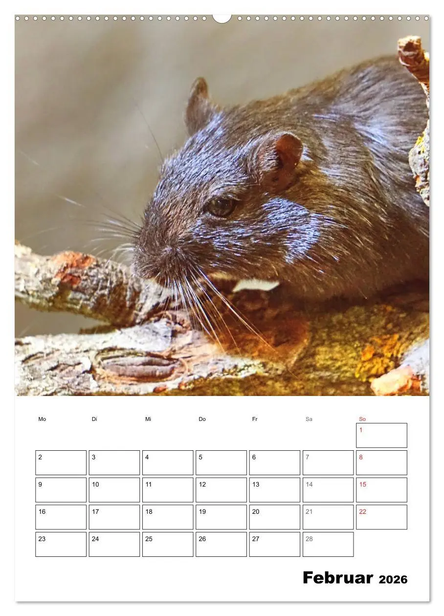 Bild: 9783516372496 | Mongolische Rennmäuse (Wandkalender 2026 DIN A2 hoch), CALVENDO...