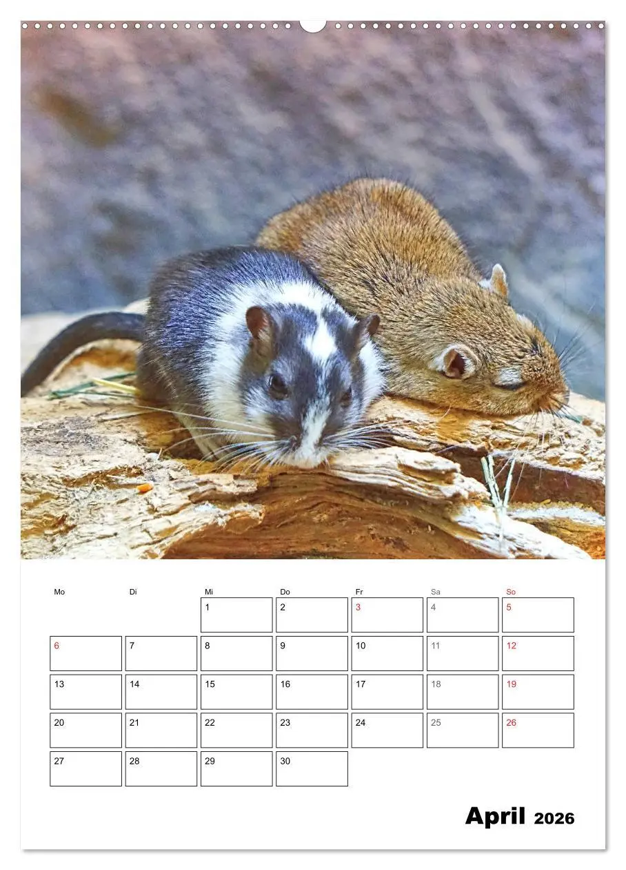 Bild: 9783516372496 | Mongolische Rennmäuse (Wandkalender 2026 DIN A2 hoch), CALVENDO...
