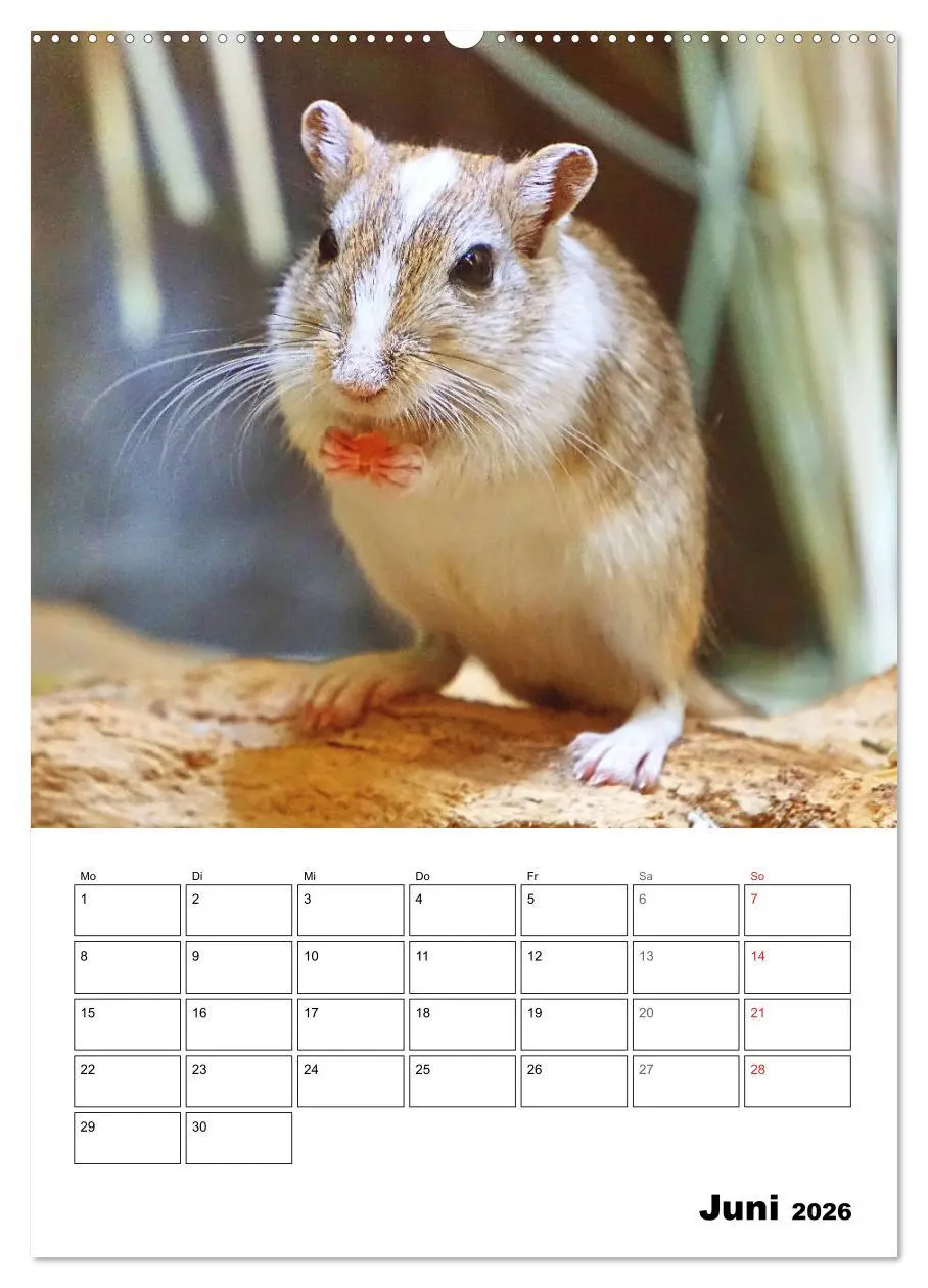 Bild: 9783516372496 | Mongolische Rennmäuse (Wandkalender 2026 DIN A2 hoch), CALVENDO...