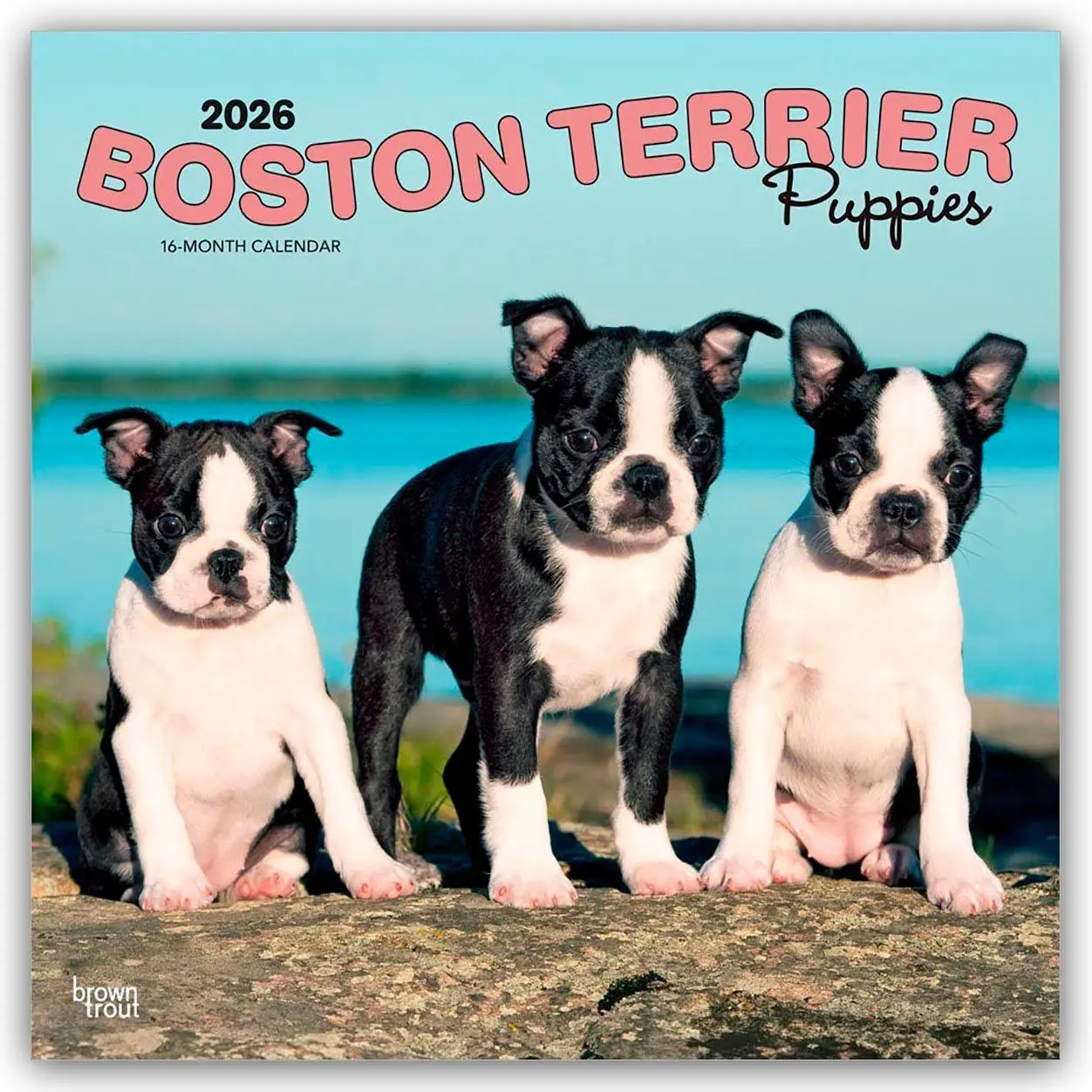 Cover: 9798330702596 | Boston Terrier Puppies - Boston Terrier Welpen 2026 -...