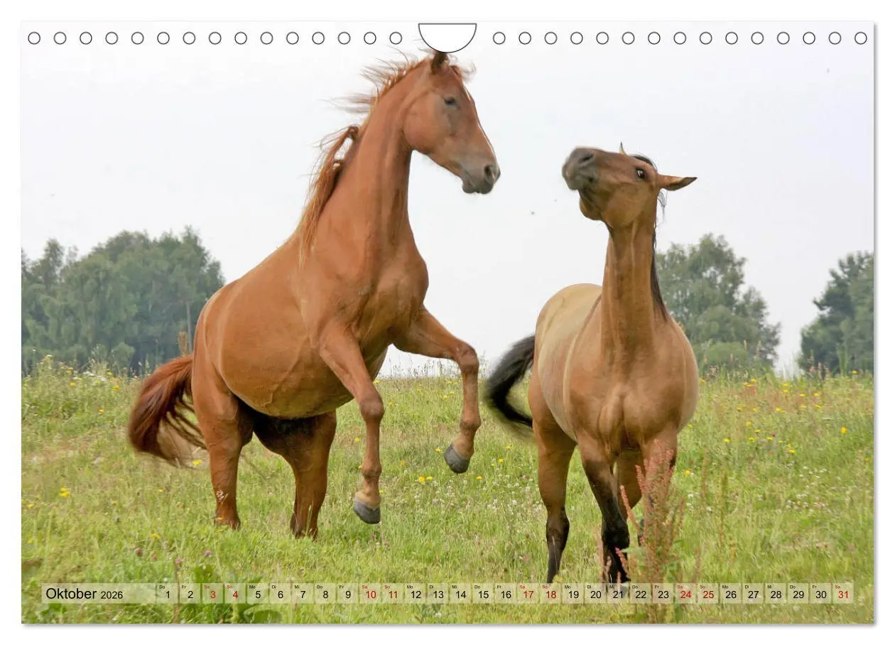 Bild: 9783457882696 | Quarter Horses - Die größte Zuchtbuchrasse der Welt (Wandkalender...