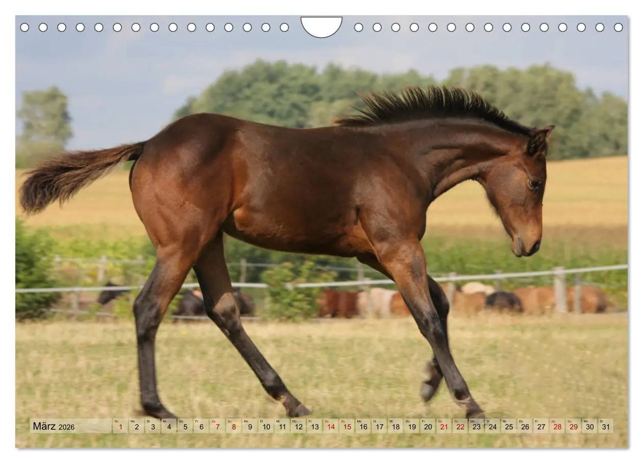 Bild: 9783457882696 | Quarter Horses - Die größte Zuchtbuchrasse der Welt (Wandkalender...