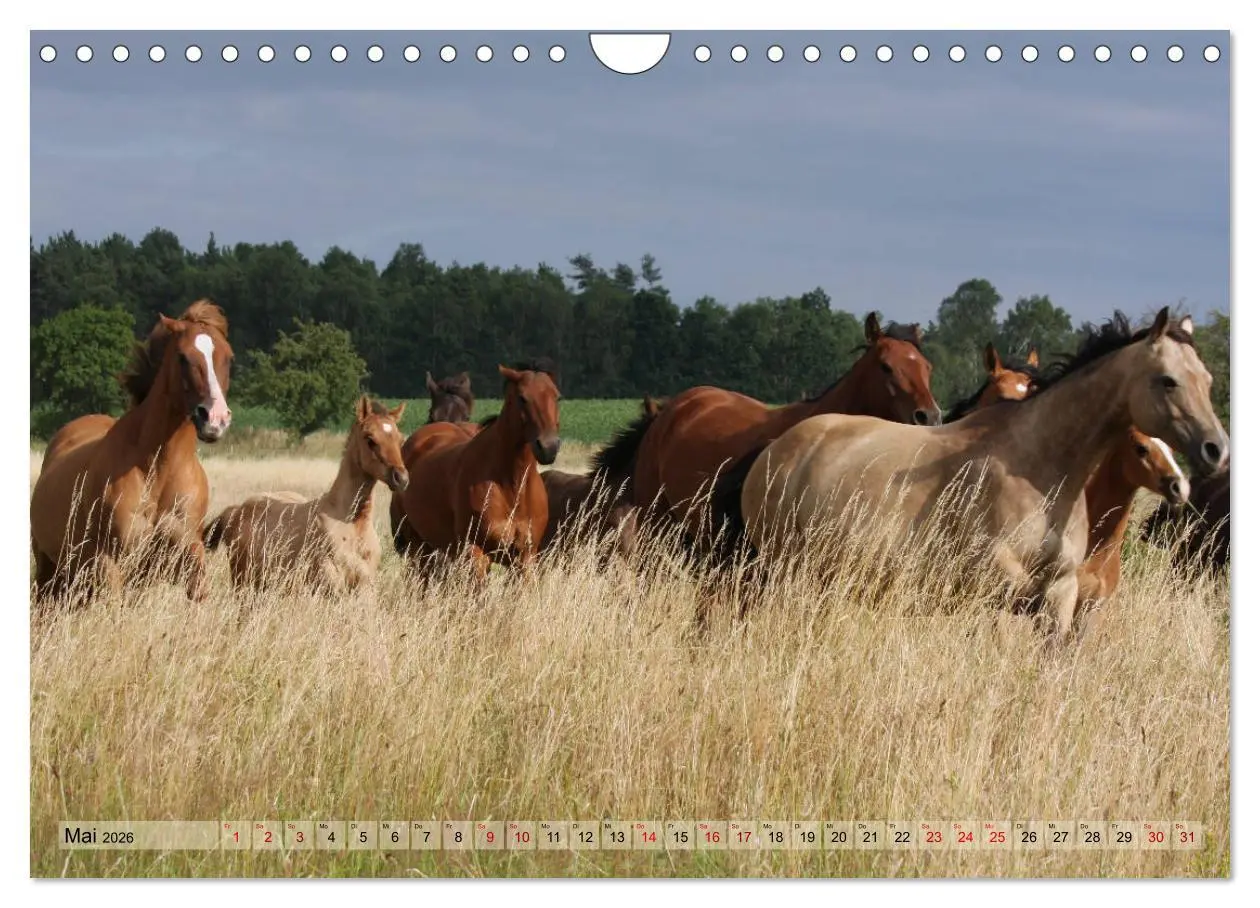 Bild: 9783457882696 | Quarter Horses - Die größte Zuchtbuchrasse der Welt (Wandkalender...