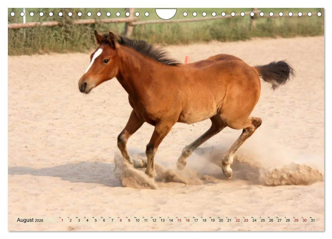 Bild: 9783457882696 | Quarter Horses - Die größte Zuchtbuchrasse der Welt (Wandkalender...