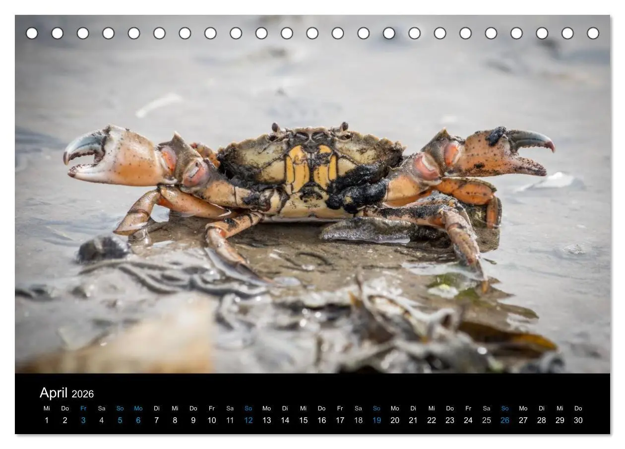 Bild: 9783457952696 | Grüße aus Texel (Tischkalender 2026 DIN A5 quer), CALVENDO...