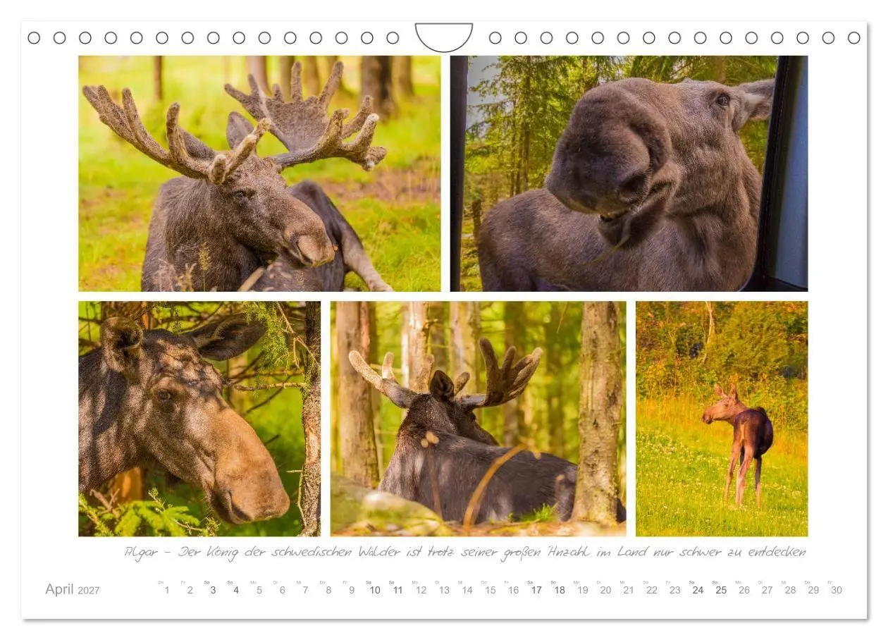 Bild: 9783569752696 | Sehnsucht Schweden - Elche, Natur und Urlaubsträume (Wandkalender...