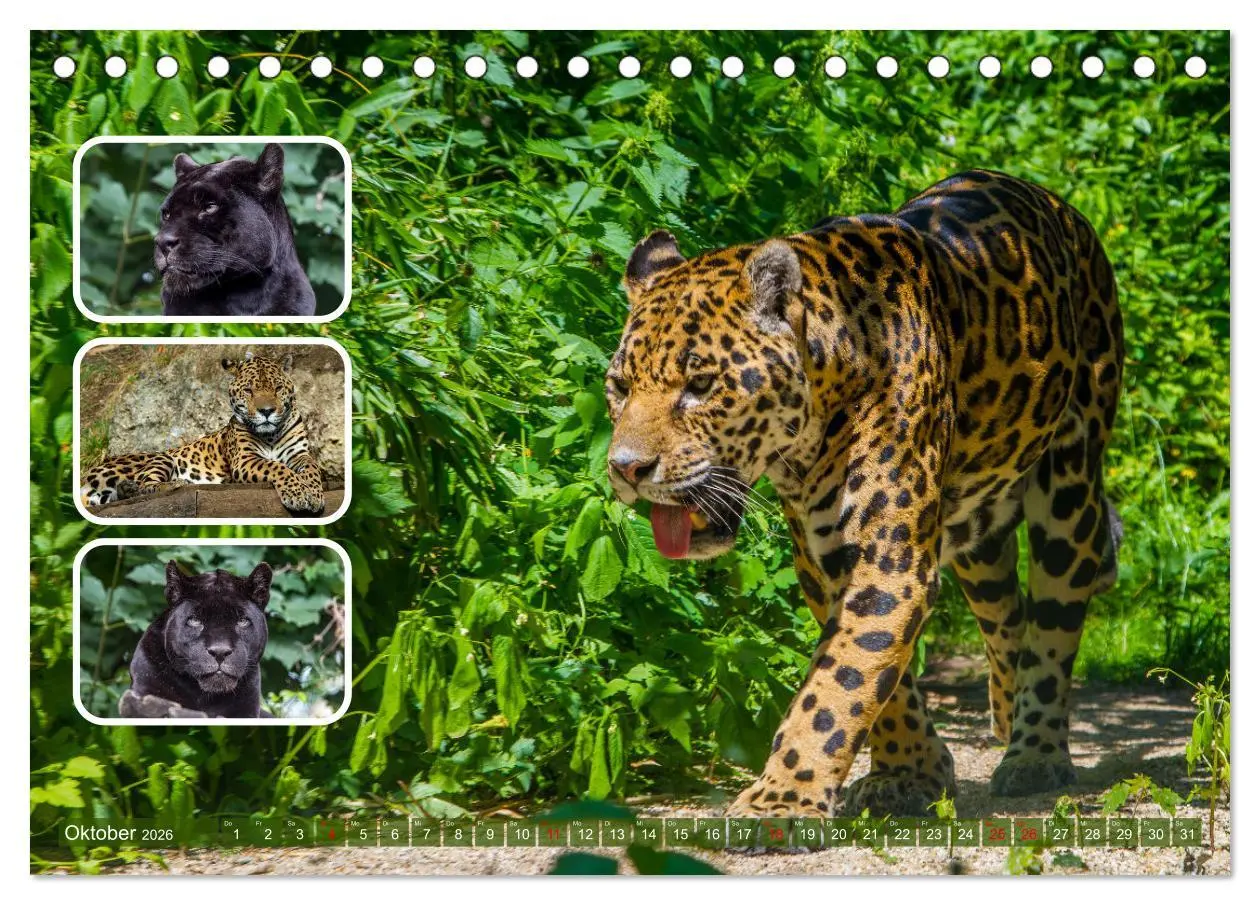 Bild: 9783457252796 | Raubkatzen - groß &amp; klein (Tischkalender 2026 DIN A5 quer),...