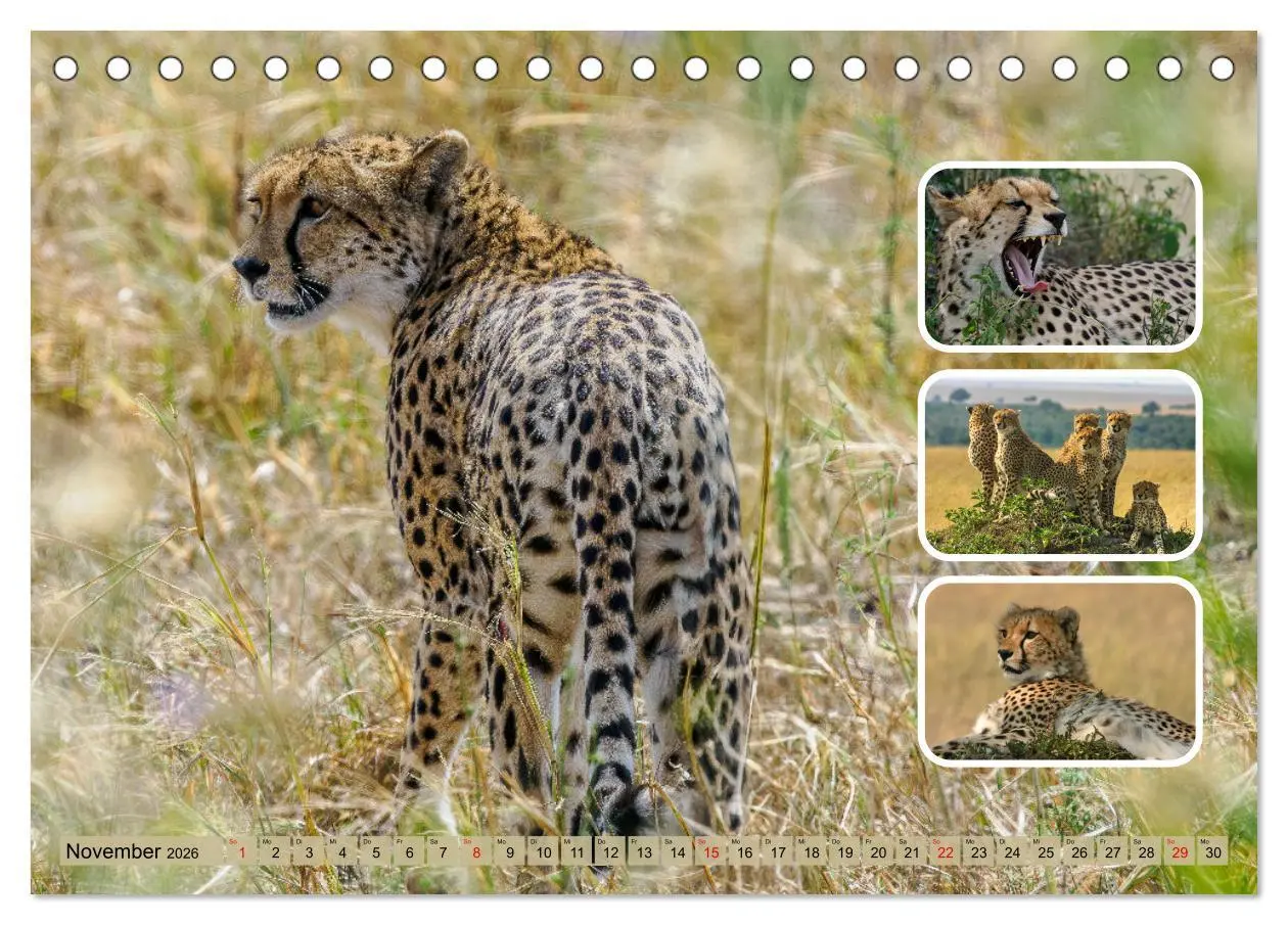 Bild: 9783457252796 | Raubkatzen - groß &amp; klein (Tischkalender 2026 DIN A5 quer),...