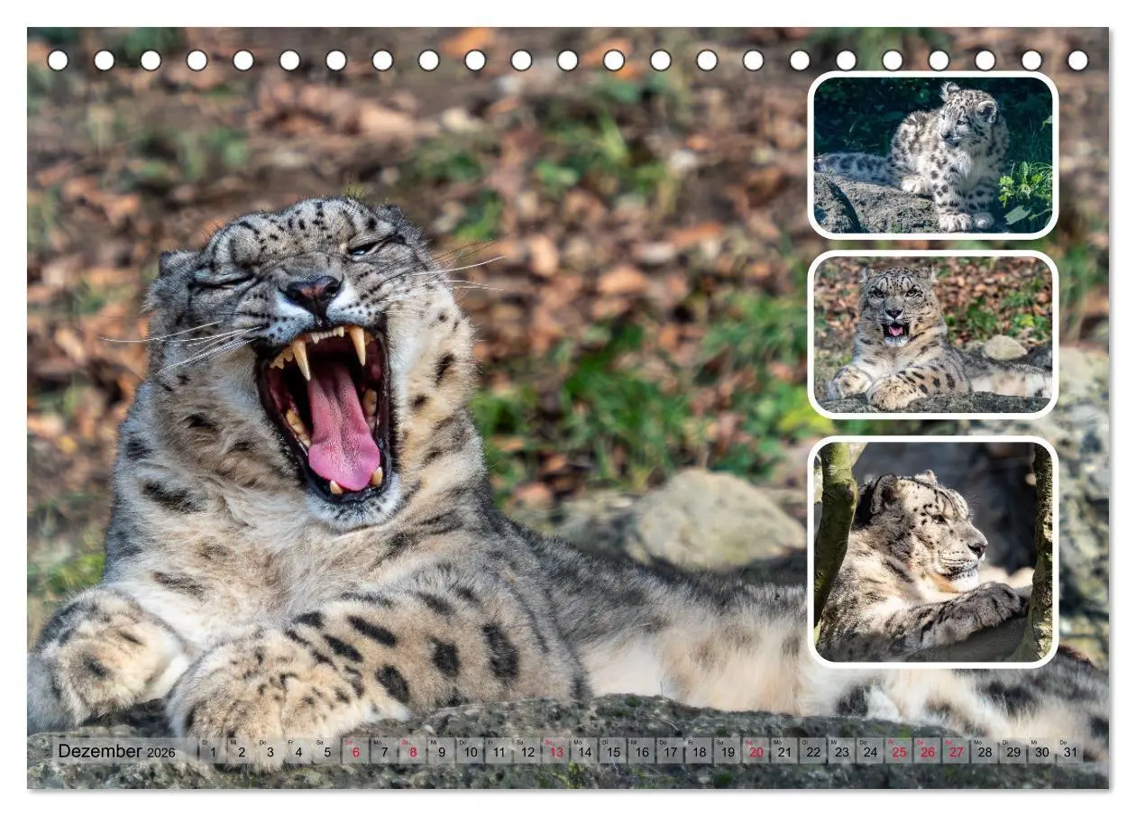 Bild: 9783457252796 | Raubkatzen - groß &amp; klein (Tischkalender 2026 DIN A5 quer),...