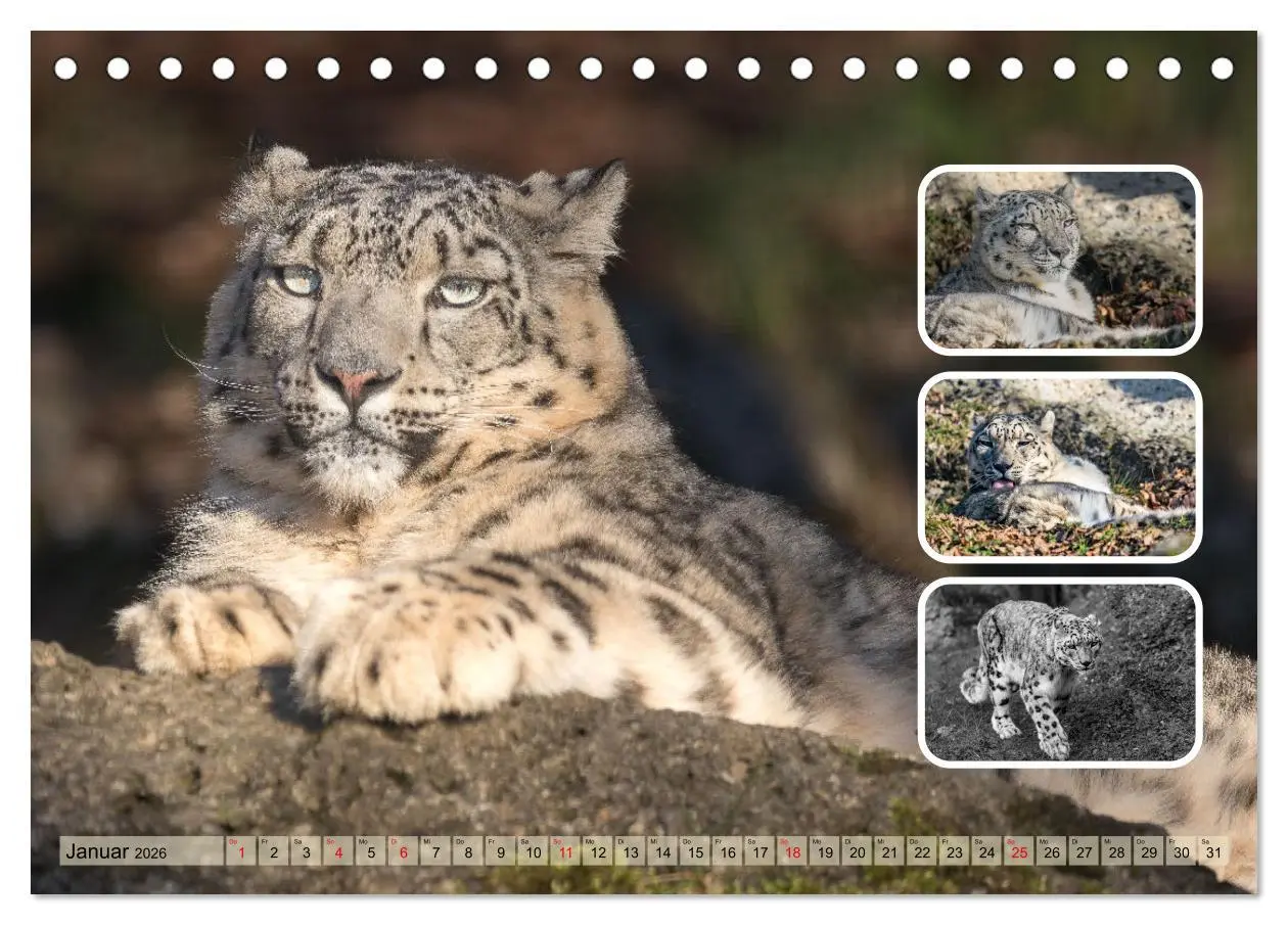 Bild: 9783457252796 | Raubkatzen - groß &amp; klein (Tischkalender 2026 DIN A5 quer),...