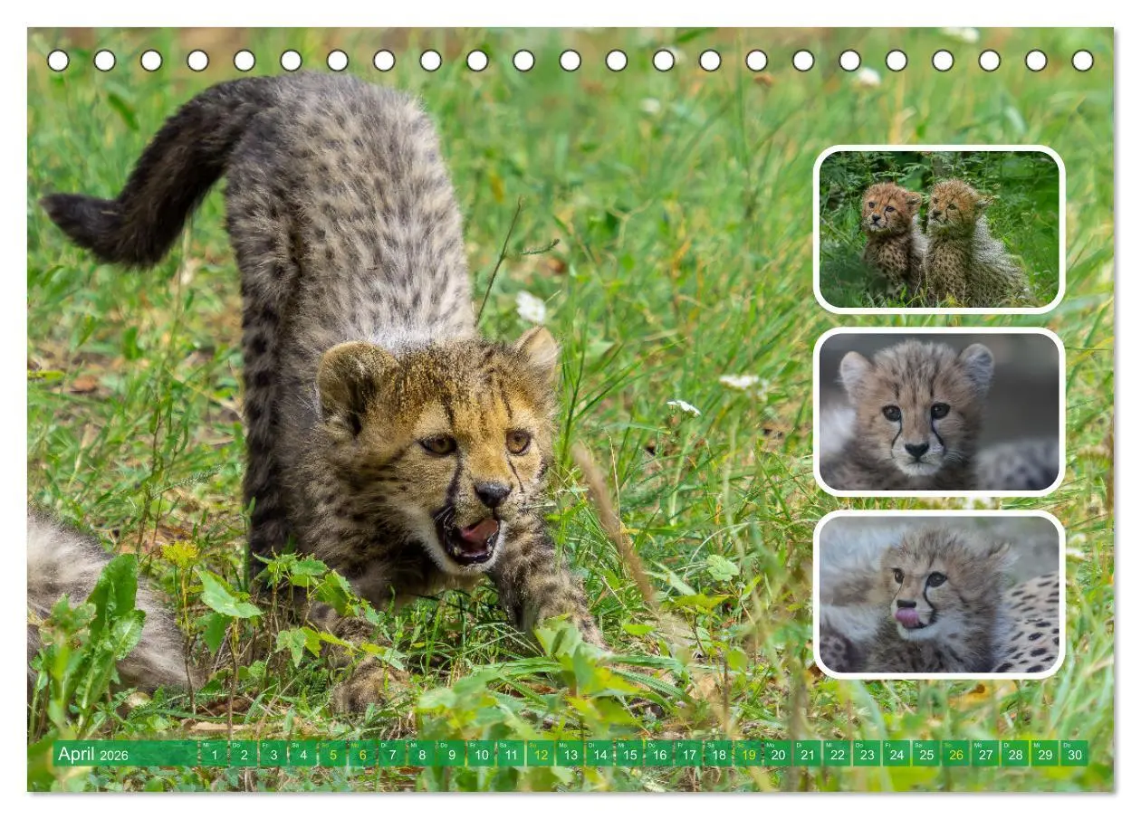 Bild: 9783457252796 | Raubkatzen - groß &amp; klein (Tischkalender 2026 DIN A5 quer),...