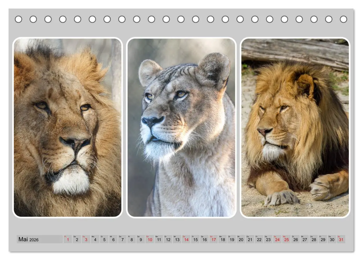 Bild: 9783457252796 | Raubkatzen - groß &amp; klein (Tischkalender 2026 DIN A5 quer),...