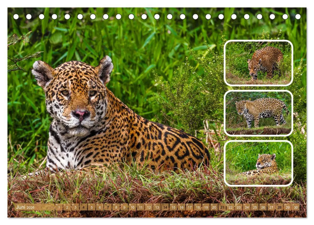 Bild: 9783457252796 | Raubkatzen - groß &amp; klein (Tischkalender 2026 DIN A5 quer),...
