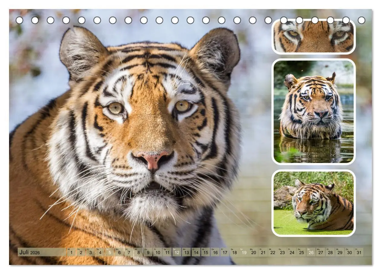 Bild: 9783457252796 | Raubkatzen - groß &amp; klein (Tischkalender 2026 DIN A5 quer),...